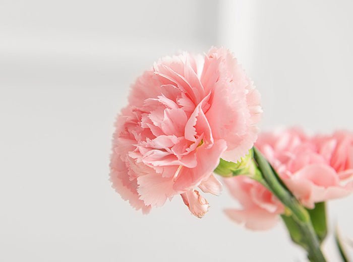 【Rootの母の日ギフト2023】40代・50代・60代からもエイジレスに楽しんで欲しいから。お母さんの「好き」にフィットするバッグを贈ろう! - Root (ルート)バッグ・鞄通販サイト-ずっと好きなもの、飾らないデザイン -